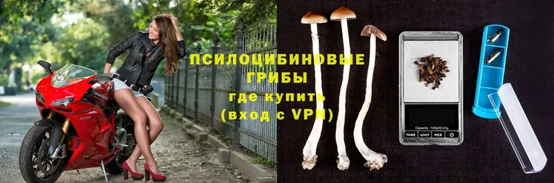 где купить   Камень-на-Оби  Псилоцибиновые грибы прущие грибы 